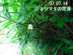 ミツマタの花芽07.07.14