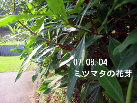 ミツマタの花芽07.08.04
