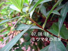 ミツマタの花芽07.08.18