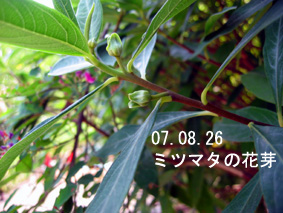 ミツマタの花芽07.08.26