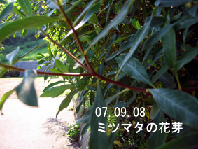 ミツマタの花芽07.09.08