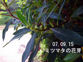 ミツマタの花芽07.09.15