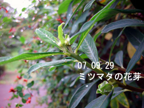 ミツマタの花芽07.09.29