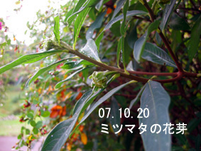 ミツマタの花芽07.10.20