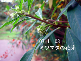 ミツマタの花芽07.11.3