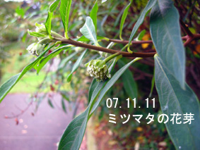 ミツマタの花芽07.11.11