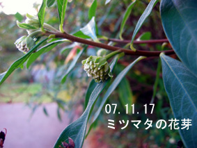 ミツマタの花芽07.11.17