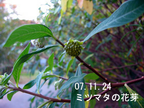 ミツマタの花芽07.11.24
