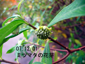 ミツマタの花芽07.12.01