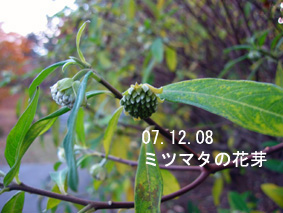 ミツマタの花芽07.12.08