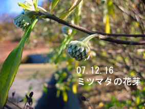 ミツマタの花芽07.12.16