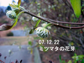 ミツマタの花芽07.12.22