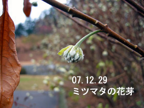 ミツマタの花芽07.12.29