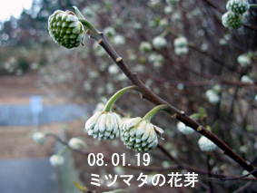 ミツマタの花芽08.01.19
