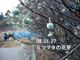 ミツマタの花芽08.01.27