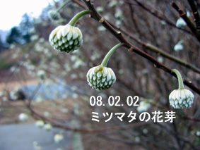 ミツマタの花芽08.02.02