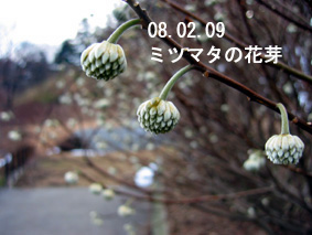 ミツマタの花芽08.02.09