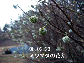 ミツマタの花芽08.02.23