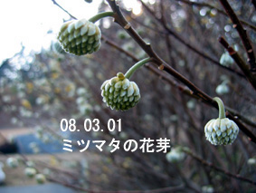 ミツマタの花芽08.03.01