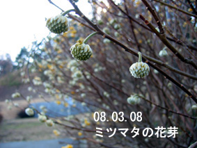 ミツマタの花芽08.03.08
