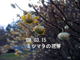 ミツマタの花芽08.03.15