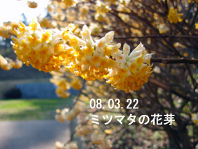 ミツマタの花芽08.03.22