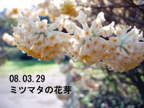 ミツマタの花芽08.03.29