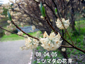 ミツマタの花芽08.04.05