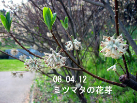 ミツマタの花芽08.04.12
