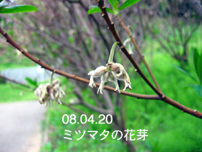 ミツマタの花芽08.04.20
