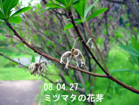 ミツマタの花芽08.04.27