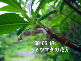 ミツマタの花芽08.05.17