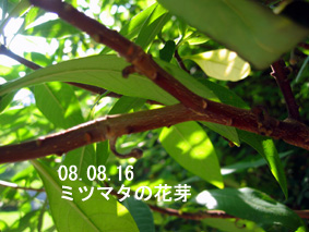 ミツマタの花芽08.08.16