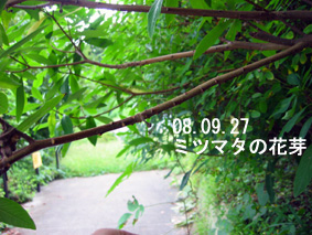 ミツマタの花芽08.09.27