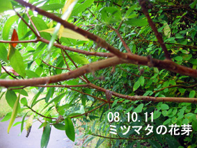 ミツマタの花芽08.10.11