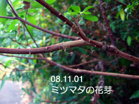 ミツマタの花芽08.11.1