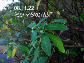 ミツマタの花芽08.11.22