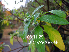 ミツマタの花芽08.11.29