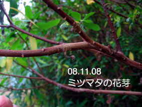 ミツマタの花芽08.11.8