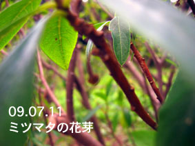 ミツマタの花芽09.07.11