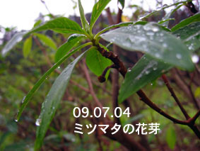 ミツマタの花芽09.07.04