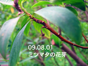 ミツマタの花芽09.08.01