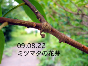 ミツマタの花芽09.08.22