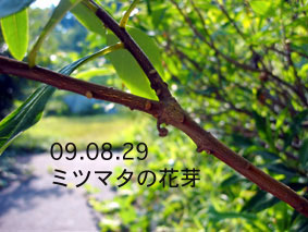 ミツマタの花芽09.08.29