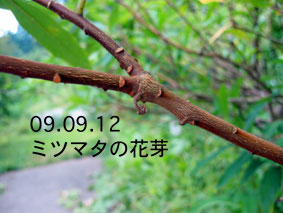 ミツマタの花芽09.09.12