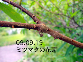 ミツマタの花芽09.09.19