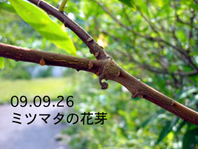 ミツマタの花芽09.09.26