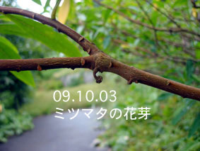 ミツマタの花芽03.10.03