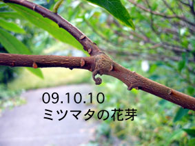 ミツマタの花芽03.10.10