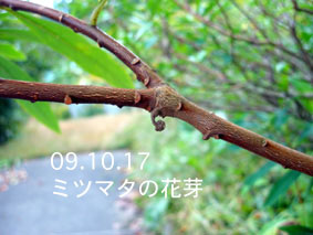 ミツマタの花芽03.10.17